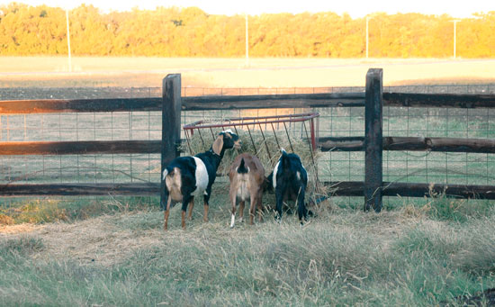 
Goats on the farm lend their milk to some tasty cheeses, which are showcased at dinner events.

